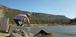 Otter population making comeback in New Mexico