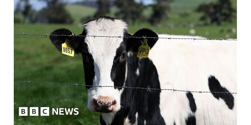 Suspect chased by cows in Hambleton during run from police