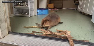 Nibi the beaver ordered released into wild; Massachusetts rescue group "heartbroken"