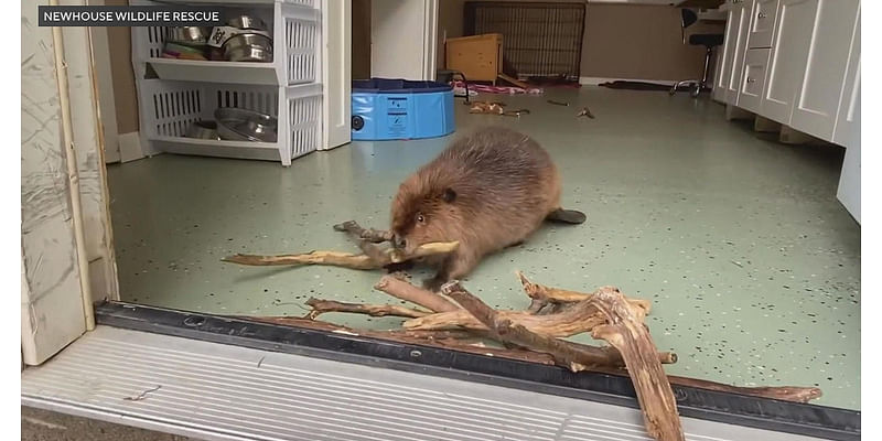 Nibi the beaver ordered released into wild; Massachusetts rescue group "heartbroken"