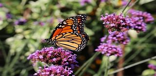 The monarch butterfly may not be endangered, but their migration is