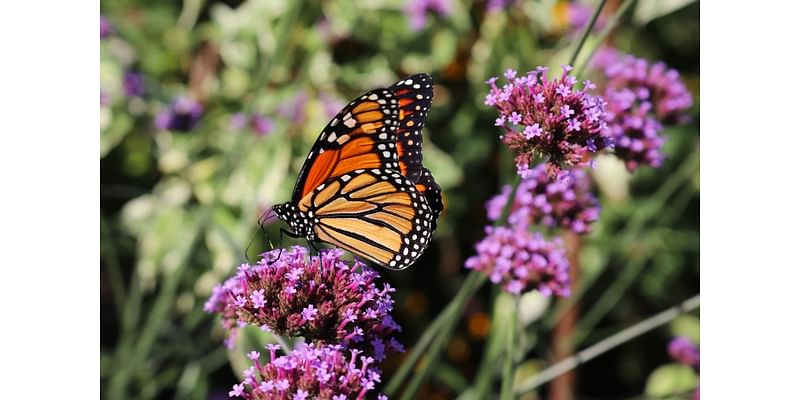 The monarch butterfly may not be endangered, but their migration is