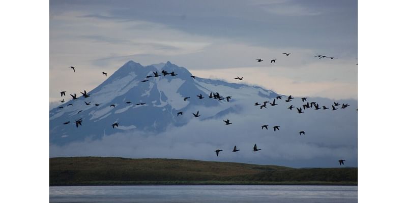 Biden administration gives support to controversial land trade in Alaska wildlife refuge