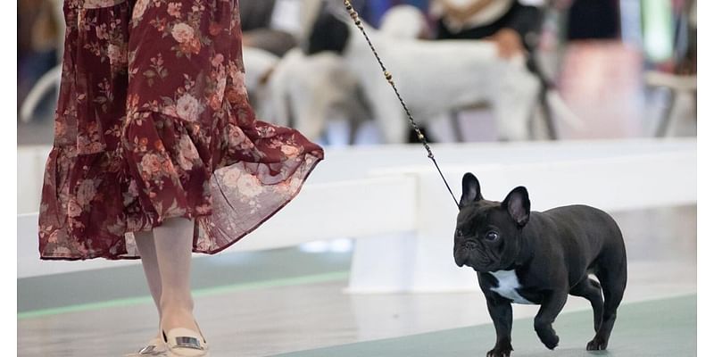 'For the love of dogs': Helena plays host to furry friends at the fairgrounds