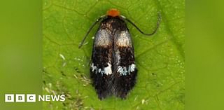 Dorset farm moth discovery is 'significant find', experts say