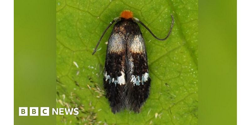 Dorset farm moth discovery is 'significant find', experts say