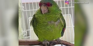 Local, wild parrots are being targeted and killed in Southern California