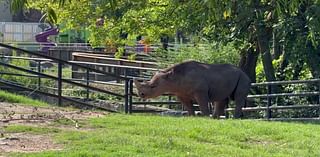 Little Rock Zoo celebrates World Rhino Day