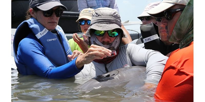 Scientists find first evidence that dolphins are inhaling microplastics, according to a new study