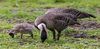 Two nēnē killed by cars on Maui, precautions in place for nesting season