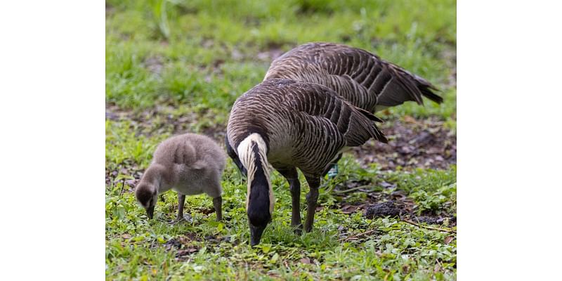 Two nēnē killed by cars on Maui, precautions in place for nesting season