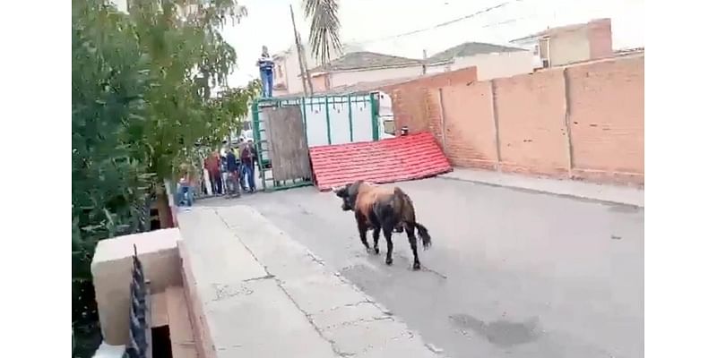 Bull kills man and injures two others at festival in Spain