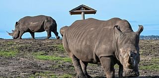 Safari parks complete rhino swap and unite sisters for the first time