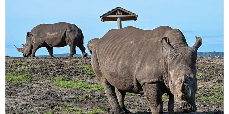 Safari parks complete rhino swap and unite sisters for the first time