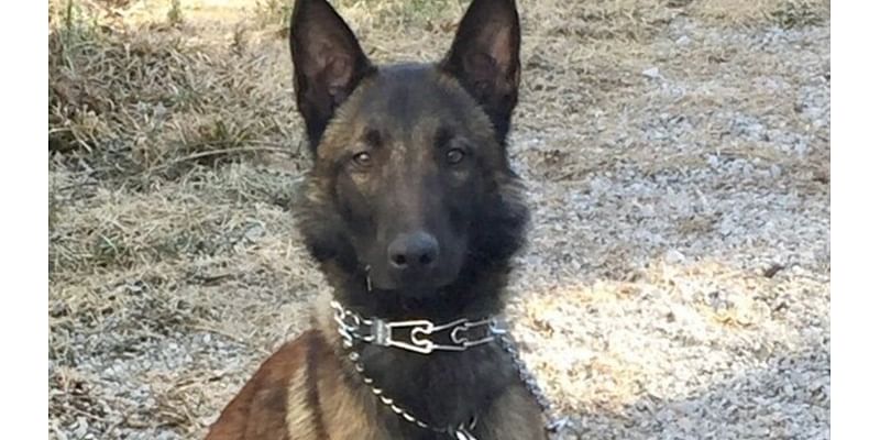 Illinois State Police K9 dies from medical complications