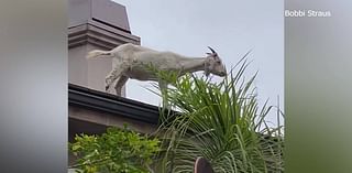 WATCH: Goat goes rogue on CA roof