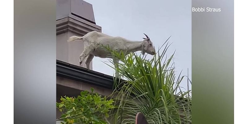 WATCH: Goat goes rogue on CA roof