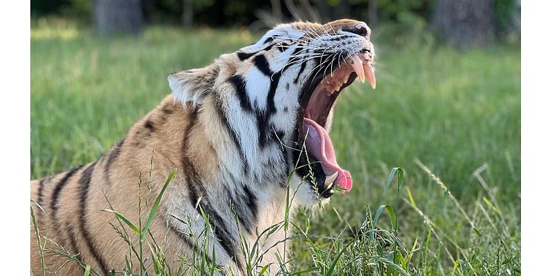 Loki, the tiger found abandoned in a Houston garage, is living his best life at a Texas animal sanctuary