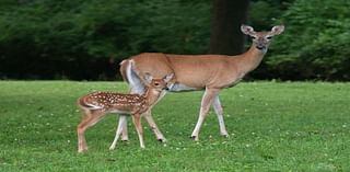 Deer Activity Increasing In Abington Township