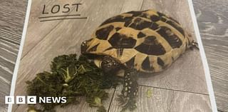 Pet tortoise found after 18 months near Cambridgeshire home