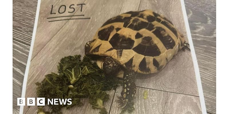 Pet tortoise found after 18 months near Cambridgeshire home