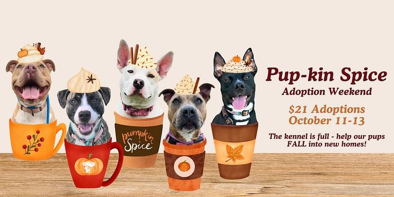 City Dogs Cleveland to host ‘Pup-kin Spice’ adoption weekend with $21 adoption fees