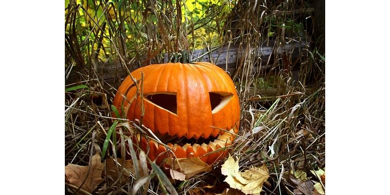 Where To Pick Pumpkins Near Belleville-Nutley This Fall