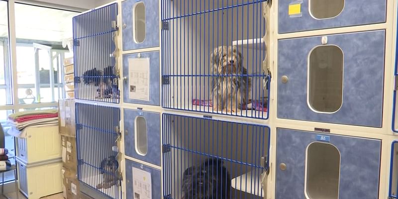 Genesee Co. shelter thanks community for support after taking in 44 abused dogs