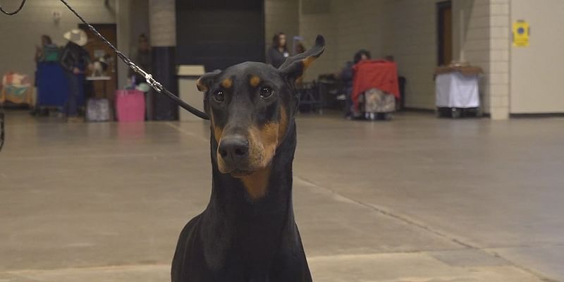 The Rapid City Kennel Club is hosting 150th Rapid City Dog Show