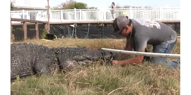 Beryl in Texas: Gators moved to safety from South Padre Island