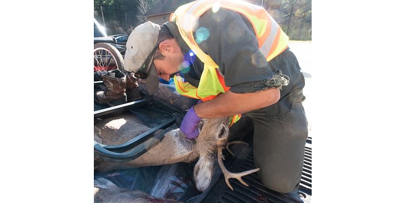 Chronic Wasting Disease could be in Minnesota for the long haul