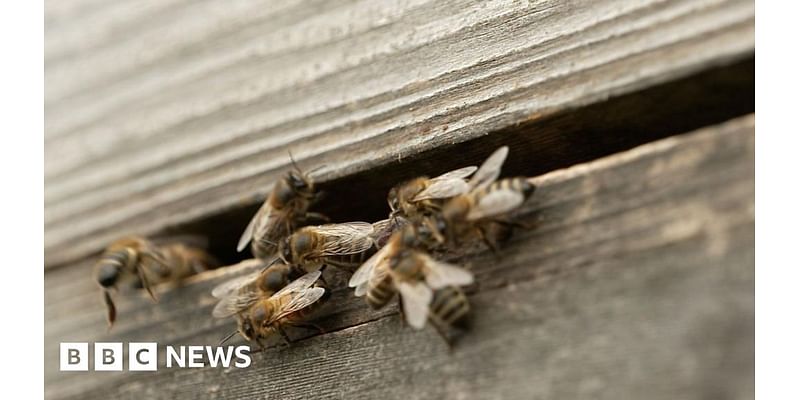 Ukraine: How beeswax could help war