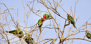 San Gabriel Valley's iconic parrot population being targeted in shootings, wildlife activists say