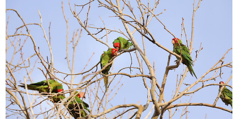 San Gabriel Valley's iconic parrot population being targeted in shootings, wildlife activists say