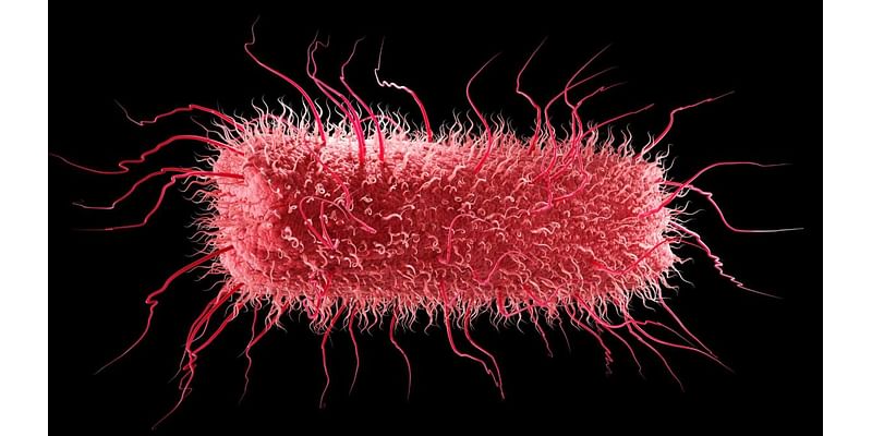 E. coli in the gut may fuel a 'chain reaction' leading to Parkinson's, early study suggests