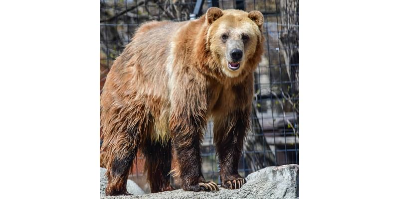 Feed a grizzly bear and more on the newest Wild EncounTOUR