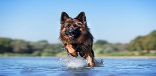 Toxic algae at 2 Snake River parks near Tri-Cities. Water may be deadly for dogs