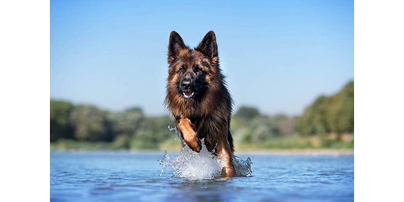 Toxic algae at 2 Snake River parks near Tri-Cities. Water may be deadly for dogs