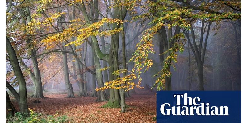 ‘Reconnecting with our glorious woodlands’: why we should all get out into the forest