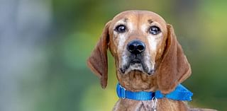 Meet our pets of the week: A coonhound mix, a beagle mix and a horse