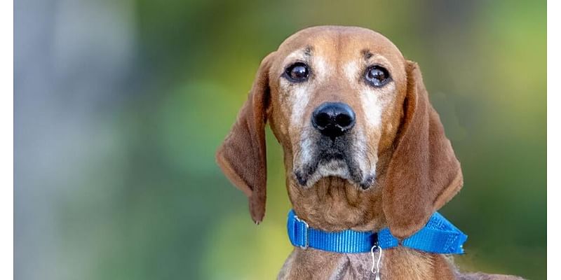 Meet our pets of the week: A coonhound mix, a beagle mix and a horse