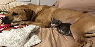 Depressed Dog Saved from Kill Shelter Transforms After Becoming a Dad to Foster Kittens