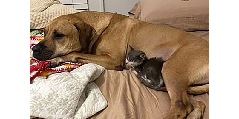 Depressed Dog Saved from Kill Shelter Transforms After Becoming a Dad to Foster Kittens