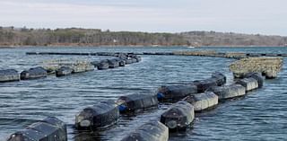 Public comment meeting to be held for new Oyster Mariculture Zone in Glynn County