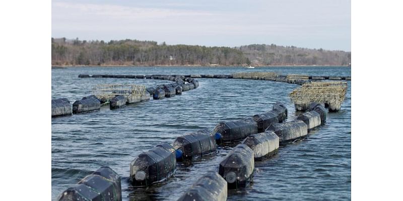 Public comment meeting to be held for new Oyster Mariculture Zone in Glynn County