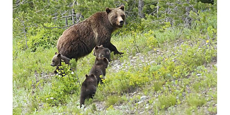 Wyoming Whiskey Celebrating Life Of Grizzly 399 With New Limited Edition Bourbon