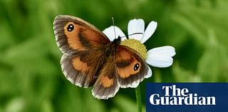 Butterflywatch: Gatekeepers spread north to take up residence in Scotland