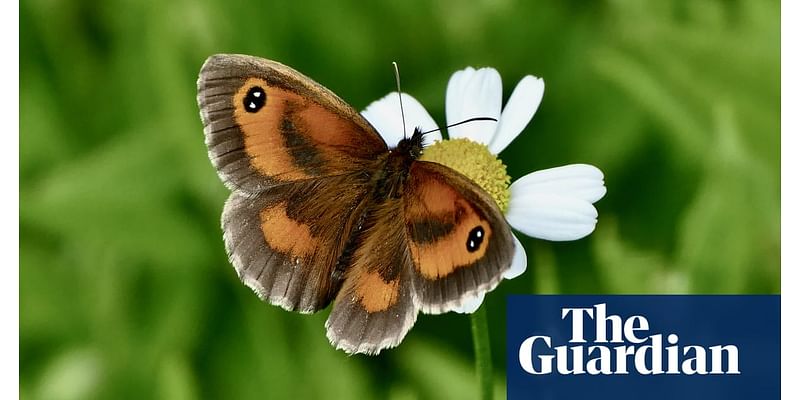 Butterflywatch: Gatekeepers spread north to take up residence in Scotland