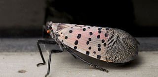 Pennsylvania researchers call on people to scoop up spotted lanternflies for science