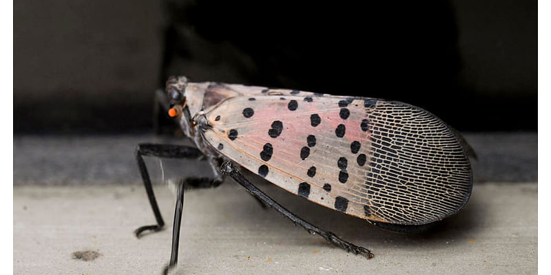 Pennsylvania researchers call on people to scoop up spotted lanternflies for science